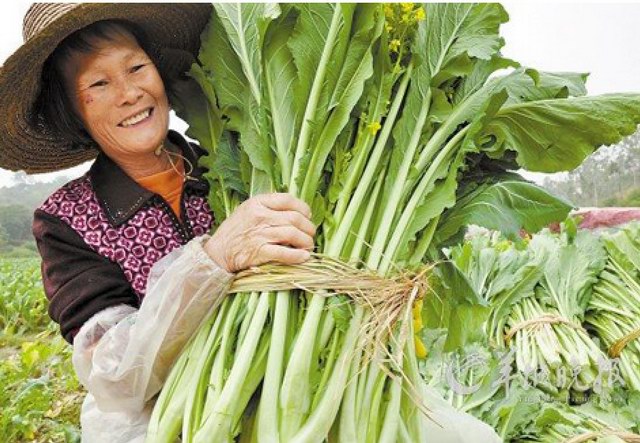 农产品地理标志保护产品增城迟菜心菜心盈翠冬日迟天赐丰饶胜奇葩