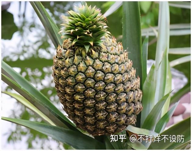 西瓜凤梨种植良好的发展前景 为增城区正果镇乌头石村的发展注入强大信心 ... ...