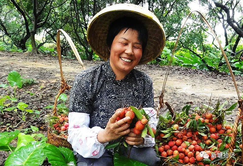 荔枝成为广州增城对外经济和文化交流的纽带 荔乡人结册的书籍如雨后春笋般涌现 ...