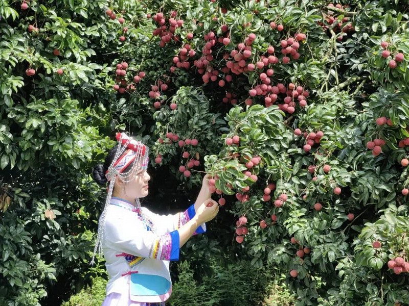 增城区正果镇打造特色荔枝品牌 畲族村的晚熟荔枝助推乡村高质量发展 ...