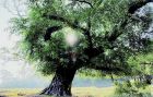 位于广州市增城区朱村街丹邱村白水山栖云寺旧址树龄220年的古榕树仍散发着旺盛的生命力
