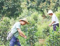 从深山非遗到网红打卡地  增城区派潭镇背阴村的毛茶 激活乡村振兴“一池春水”