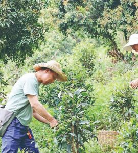 从深山非遗到网红打卡地  增城区派潭镇背阴村的毛茶 激活乡村振兴“一池春水”