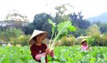 广州增城迟菜心迎来最佳尝鲜期 预计全区年产迟菜心产量高达14.5万吨