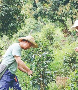 从深山非遗到网红打卡地  增城区派潭镇背阴村的毛茶 激活乡村振兴“一池春水”