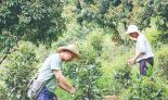 从深山非遗到网红打卡地  增城区派潭镇背阴村的毛茶 激活乡村振兴“一池春水”
