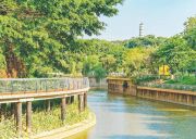 美丽嬗变:广州市增城区荔城街百花涌 从黑臭河涌到生态碧道 生态画卷跃然眼前