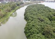 别情洲静卧在增城区荔城街雁塔大桥下游的江水中 是刻在岭南水乡里的“分手圣地”