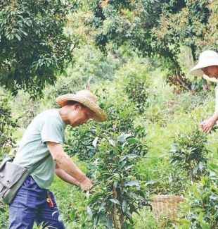从深山非遗到网红打卡地  增城区派潭镇背阴村的毛茶 激活乡村振兴“一池春水”