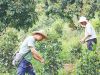 从深山非遗到网红打卡地  增城区派潭镇背阴村的毛茶 激活乡村振兴“一池春水”