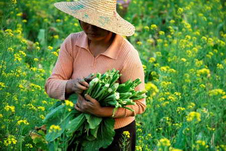 荔乡冬季之宝:远近驰名的增城迟菜心