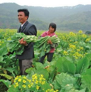 驰名省港澳的特产蔬菜品种“增城迟菜心”