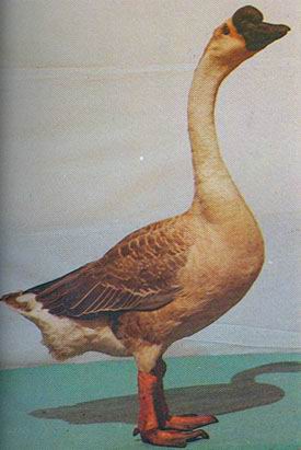 悠久驰名增城市中新镇客家鹅的典故