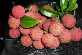 增城市尚书怀荔枝(槐枝)由来的传说