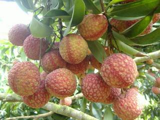 增城市朱村街横塱村“阿娘鞋”荔枝的来历