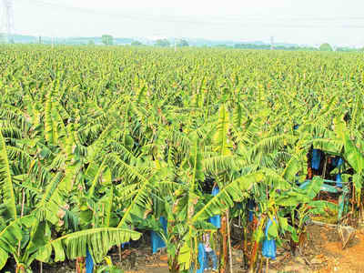 增城市石滩镇香蕉种植基地帮助蕉农走上致富路