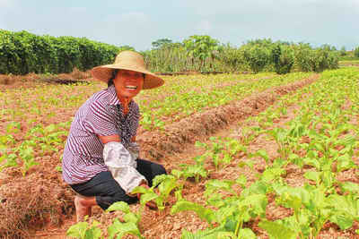 迟菜心种植助增城市小楼镇农民增收致富