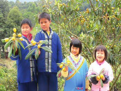 增城市正果镇的畲寨枇杷飘香荔乡