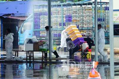 增城市富力市场疑似H7鸡样品来自云浮郁南