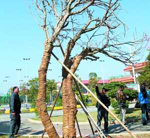 增城市增塘村两棵被偷挖的名贵米兰树终被追回
