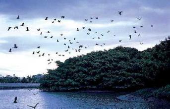 千百群鸟聚居的增城市“雀鸟岛”  看看白鹤群编队飞翔 听听百鸟大合唱