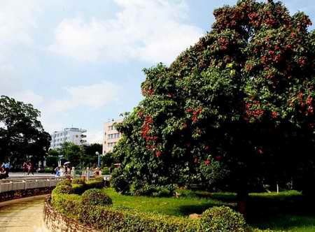 从增城挂绿开始寻觅盛夏的味道 那些荔枝树下的岭南风情图