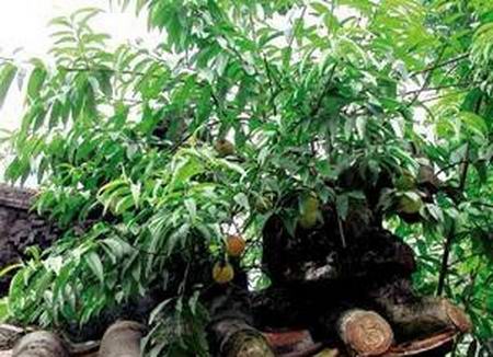 增城市小楼镇何仙姑家庙屋顶那一枝摇曳且灿烂盛开的桃花
