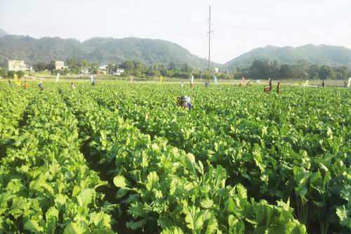 增城菜心被实施地理标志产品保护  地方标准摘要和栽培关键技术简介