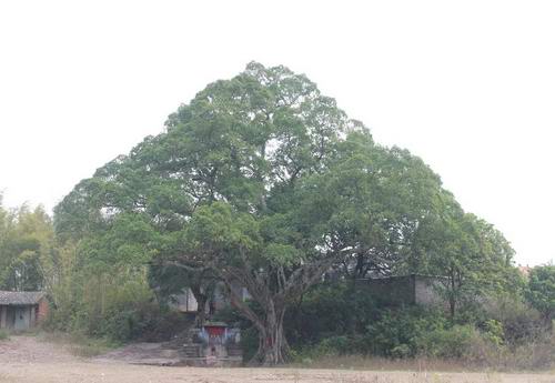老树之殇:增城区石滩镇龙地村那棵原本高大茂盛的风水老榕树被砍了