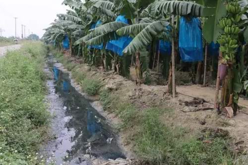 “黑水”灌溉增城区石滩镇龙地村近800亩农地 源头成谜两家工厂成“疑凶”