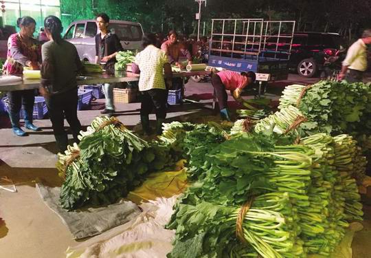增城区小楼镇正旭现代农业孵化园:为塑造迟菜心品牌形象 再添一把猛火