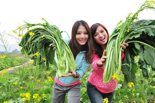 最甜美的增城迟菜心出自小楼镇 已正式成为国家地理标志保护产品