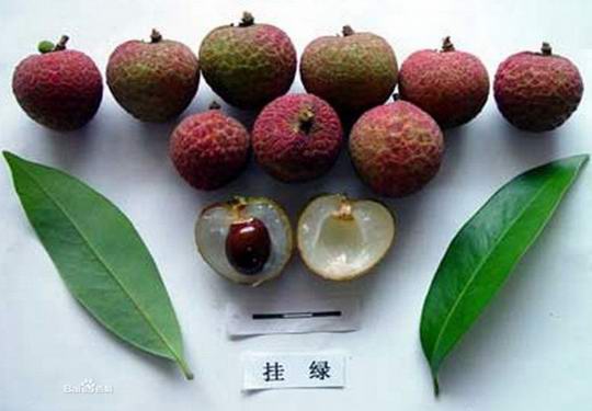 一颗55万元的天价荔枝不必惊诧 增城人在拍卖挂绿荔枝的美丽传说