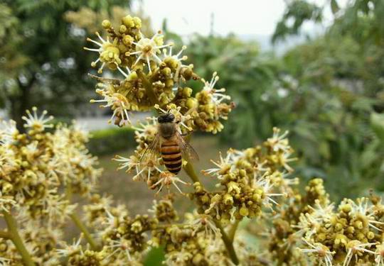 千里绿道荔花开 万载风情迎客来 增城区是个名符其实的荔枝之都