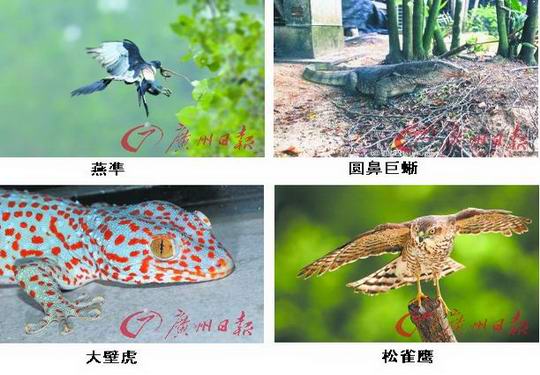 增城酒厂老板为谋取不法利益 用珍稀动物泡24瓶酒售卖 被判刑10年重罚5万元