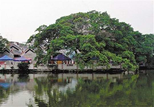 古色古香增城区新塘坭紫村东岳庙 让人悠然生出一种历史感和敬畏感