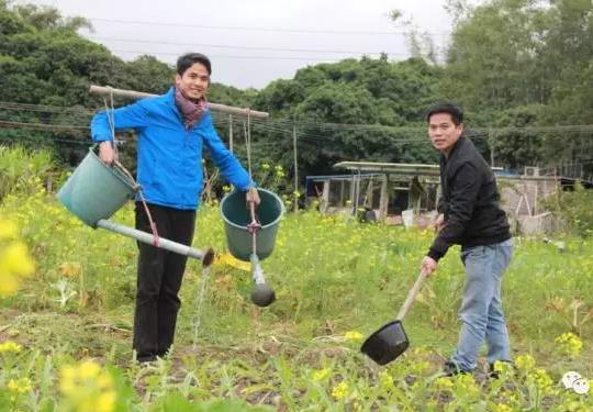 增城区正果镇番丰村的“竹筒饭”爆红珠三角 有传统的柴火味之余还环保