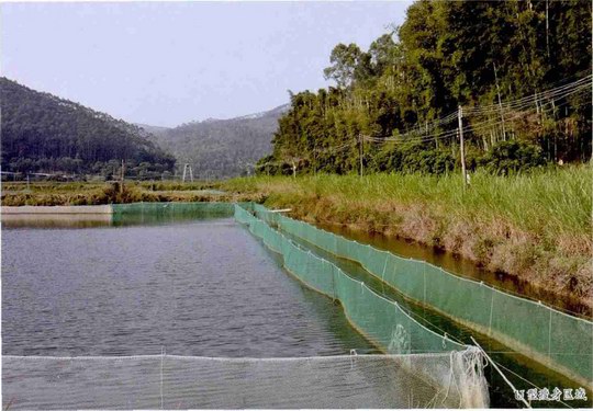 增城山泉水养瘦身草鱼 品质高价格"呆萌" 养殖周期16个月 多方式助其瘦身