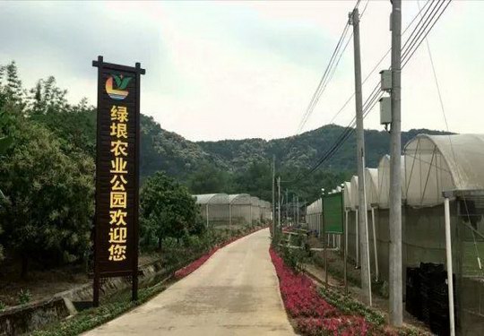 增城区小楼镇约场村 绿垠水耕蔬菜种植基地 发展现代农业 助力乡村振兴战略