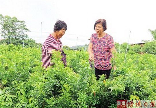 增城区中新镇五联村陈总娣当选村支部书记  妇女参与决策和管理实现零突破