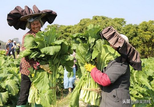 增城迟菜心鲜脆清甜 实乃菜心之王 每年的迟菜心节都在小楼镇举办