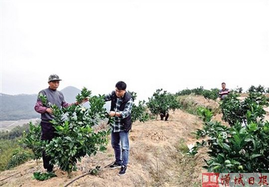 增城区小楼镇河洞村打造脐橙标准化生产示范基地 让多年荒山变成果园