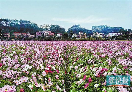 增城区大埔围村打造3A级景区 进驻高校创业基地 带头塑造美丽乡村群落