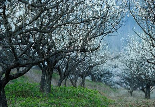 增城区正果镇兰溪村的青梅花 开得满山满溪 如茫茫白雪 绵绵延延 清香四溢