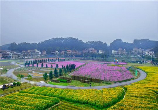 增城区增江街大埔围村:建设"大埔围花海” 从"角落村"蜕变成"最红最美乡村" ...