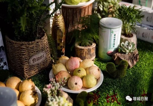 增城区番石榴规模化种植技术成熟 打造"互联网+农业"销售模式