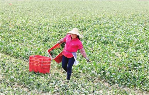 增城区石滩镇从玉蔬菜基地二期建设启动 现代农业产业园将达到6000亩