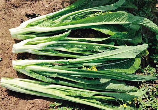 增城区异地种植夏季版本迟菜心 同样香脆甜爽 性状表现已接近本地货