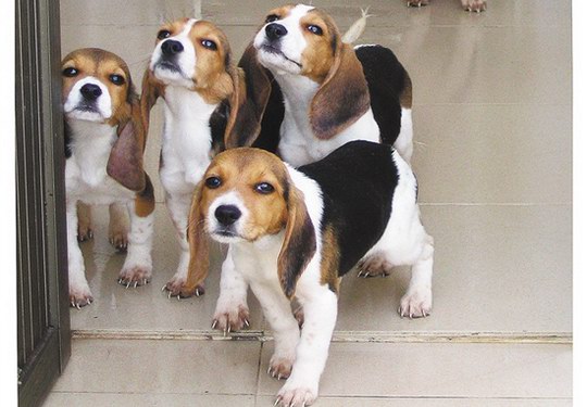 增城区中新镇的犬类实验动物基地的这群实验比格犬刚刚晋升为国家队
