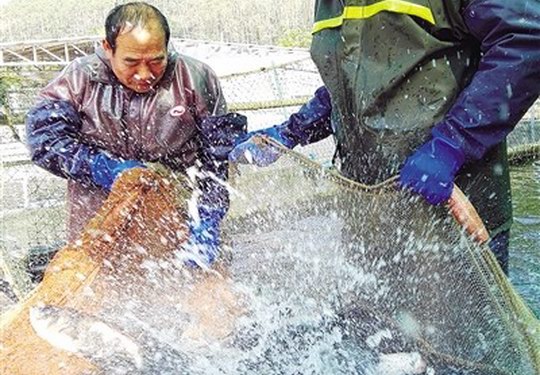 增城区中新镇西福泉水产养殖基地 "以公司+基地+养殖户”带动绿色渔业养殖